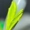 Паста для рельефного дизайна Saga Relief past 011 5 мл - 2